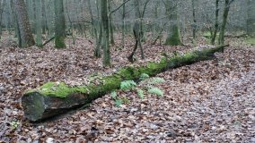 Klasztorne Modrzewie – niezwykły rezerwat w Puszczy Zielonka - zdjęcie 4