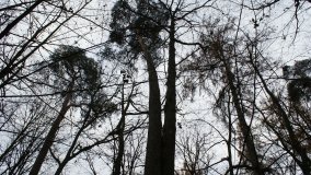 Klasztorne Modrzewie – niezwykły rezerwat w Puszczy Zielonka - zdjęcie 5