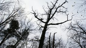 Klasztorne Modrzewie – niezwykły rezerwat w Puszczy Zielonka - zdjęcie 6