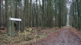 Klasztorne Modrzewie – niezwykły rezerwat w Puszczy Zielonka - zdjęcie 7