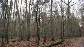 Klasztorne Modrzewie – niezwykły rezerwat w Puszczy Zielonka - zdjęcie 8