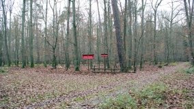 Klasztorne Modrzewie – niezwykły rezerwat w Puszczy Zielonka - zdjęcie 9