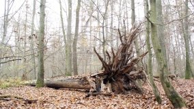 Klasztorne Modrzewie – niezwykły rezerwat w Puszczy Zielonka - zdjęcie 10