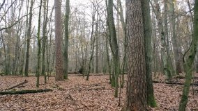 Klasztorne Modrzewie – niezwykły rezerwat w Puszczy Zielonka - zdjęcie 11