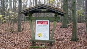 Klasztorne Modrzewie – niezwykły rezerwat w Puszczy Zielonka - zdjęcie 12