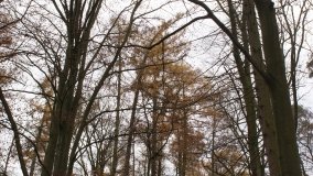 Klasztorne Modrzewie – niezwykły rezerwat w Puszczy Zielonka - zdjęcie 13