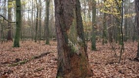 Klasztorne Modrzewie – niezwykły rezerwat w Puszczy Zielonka - zdjęcie 14