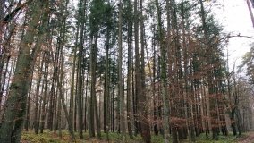 Klasztorne Modrzewie – niezwykły rezerwat w Puszczy Zielonka - zdjęcie 15