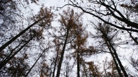 Klasztorne Modrzewie – niezwykły rezerwat w Puszczy Zielonka - zdjęcie 16