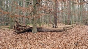 Klasztorne Modrzewie – niezwykły rezerwat w Puszczy Zielonka - zdjęcie 17