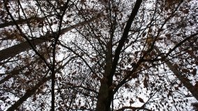 Klasztorne Modrzewie – niezwykły rezerwat w Puszczy Zielonka - zdjęcie 18