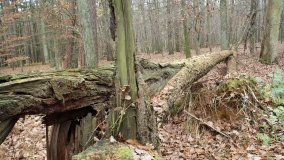 Klasztorne Modrzewie – niezwykły rezerwat w Puszczy Zielonka - zdjęcie 19