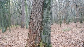 Klasztorne Modrzewie – niezwykły rezerwat w Puszczy Zielonka - zdjęcie 20