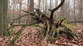 Klasztorne Modrzewie – niezwykły rezerwat w Puszczy Zielonka - zdjęcie 21