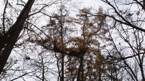 Klasztorne Modrzewie – niezwykły rezerwat w Puszczy Zielonka - zdjęcie 22