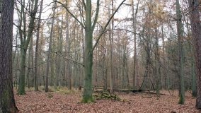 Klasztorne Modrzewie – niezwykły rezerwat w Puszczy Zielonka - zdjęcie 23