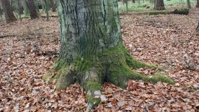 Klasztorne Modrzewie – niezwykły rezerwat w Puszczy Zielonka - zdjęcie 24