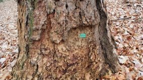 Klasztorne Modrzewie – niezwykły rezerwat w Puszczy Zielonka - zdjęcie 25