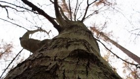 Klasztorne Modrzewie – niezwykły rezerwat w Puszczy Zielonka - zdjęcie 26