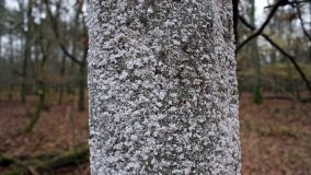 Klasztorne Modrzewie – niezwykły rezerwat w Puszczy Zielonka - zdjęcie 27