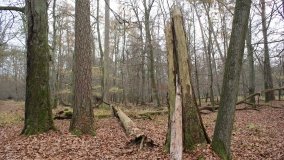 Klasztorne Modrzewie – niezwykły rezerwat w Puszczy Zielonka - zdjęcie 28