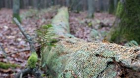 Klasztorne Modrzewie – niezwykły rezerwat w Puszczy Zielonka - zdjęcie 29