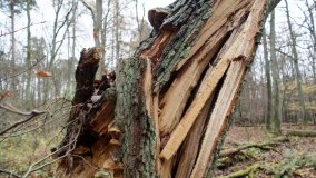 Klasztorne Modrzewie – niezwykły rezerwat w Puszczy Zielonka - zdjęcie 30