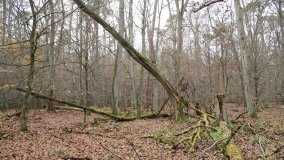 Klasztorne Modrzewie – niezwykły rezerwat w Puszczy Zielonka - zdjęcie 31