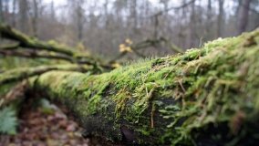 Klasztorne Modrzewie – niezwykły rezerwat w Puszczy Zielonka - zdjęcie 32