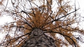 Klasztorne Modrzewie – niezwykły rezerwat w Puszczy Zielonka - zdjęcie 33