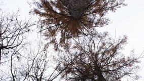 Klasztorne Modrzewie – niezwykły rezerwat w Puszczy Zielonka - zdjęcie 34