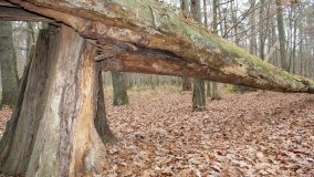 Klasztorne Modrzewie – niezwykły rezerwat w Puszczy Zielonka - zdjęcie 35