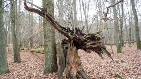 Klasztorne Modrzewie – niezwykły rezerwat w Puszczy Zielonka - zdjęcie 36