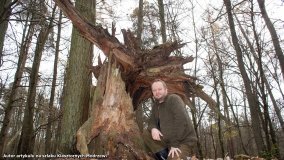 Klasztorne Modrzewie – niezwykły rezerwat w Puszczy Zielonka - zdjęcie 37