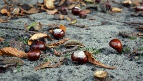 Tajemniczy park w Czerniejewie - zdjęcie 6