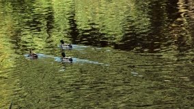 Tajemniczy park w Czerniejewie - zdjęcie 19