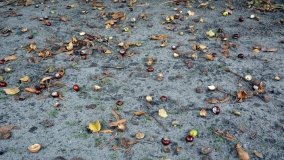 Tajemniczy park w Czerniejewie - zdjęcie 25