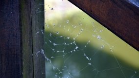 Tajemniczy park w Czerniejewie - zdjęcie 26