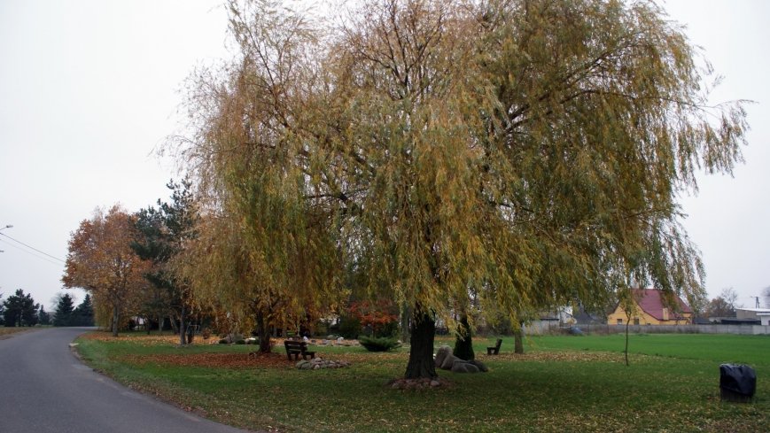 Kamienny powstańczy skwer w Pacholewie - zdjęcie 1