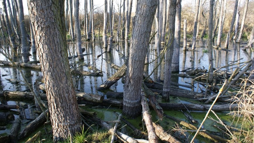 Podwodny świat olsy w Karczewku - zdjęcie 1