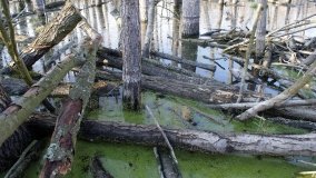 Podwodny świat olsy w Karczewku - zdjęcie 2