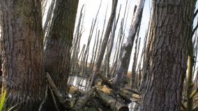 Podwodny świat olsy w Karczewku - zdjęcie 3