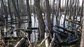 Podwodny świat olsy w Karczewku - zdjęcie 4