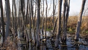 Podwodny świat olsy w Karczewku - zdjęcie 5