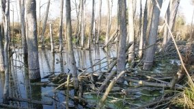 Podwodny świat olsy w Karczewku - zdjęcie 6