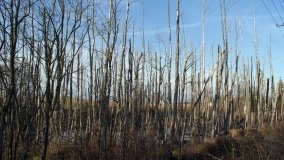 Podwodny świat olsy w Karczewku - zdjęcie 7