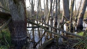 Podwodny świat olsy w Karczewku - zdjęcie 8