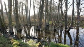 Podwodny świat olsy w Karczewku - zdjęcie 9