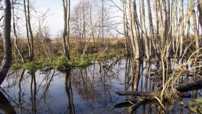 Podwodny świat olsy w Karczewku - zdjęcie 10