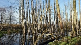Podwodny świat olsy w Karczewku - zdjęcie 11